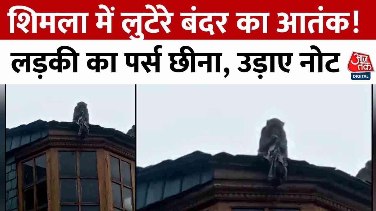 Monkey theft in Shimla! Snatching bags and flying away with notes.