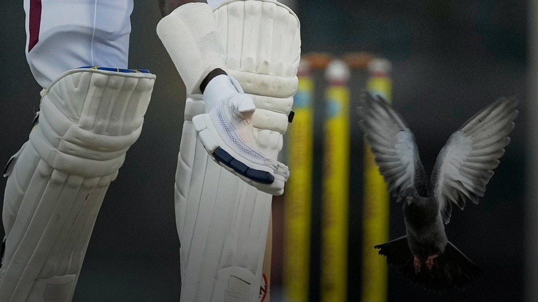 oval test cricket with pigeons