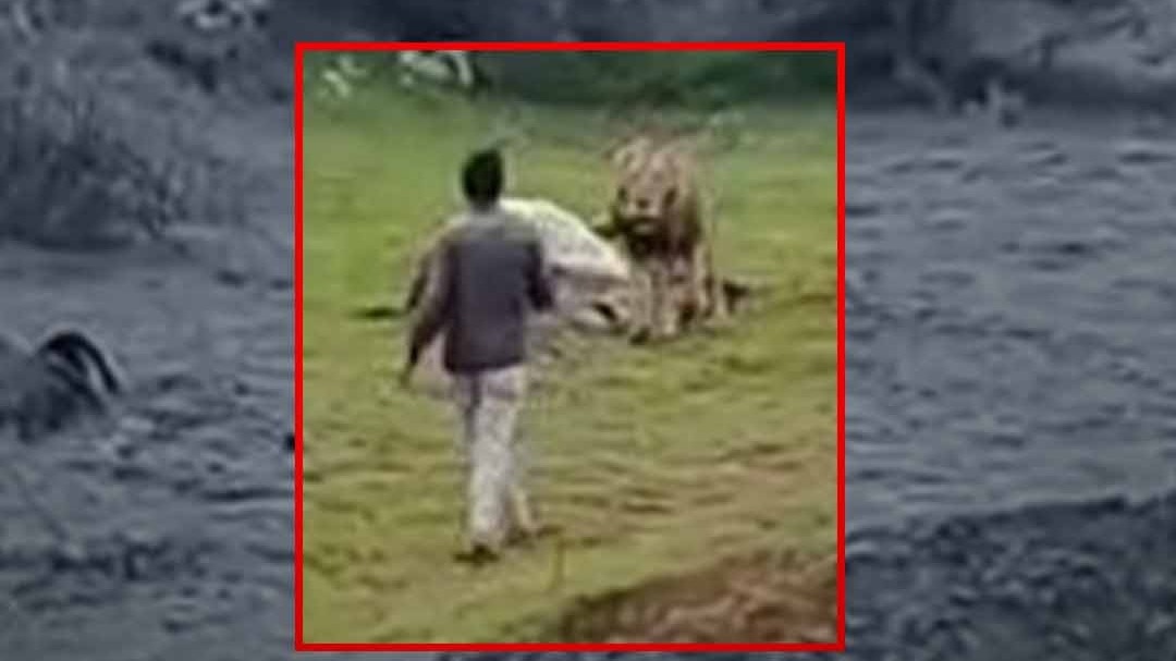 Lion Video