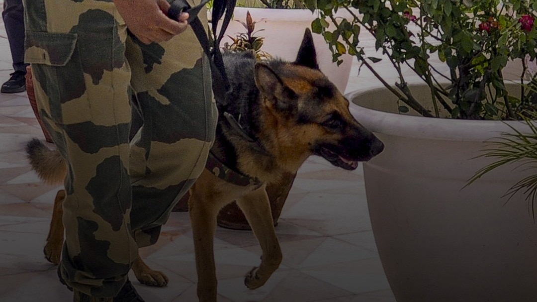 army dogs life after retirement