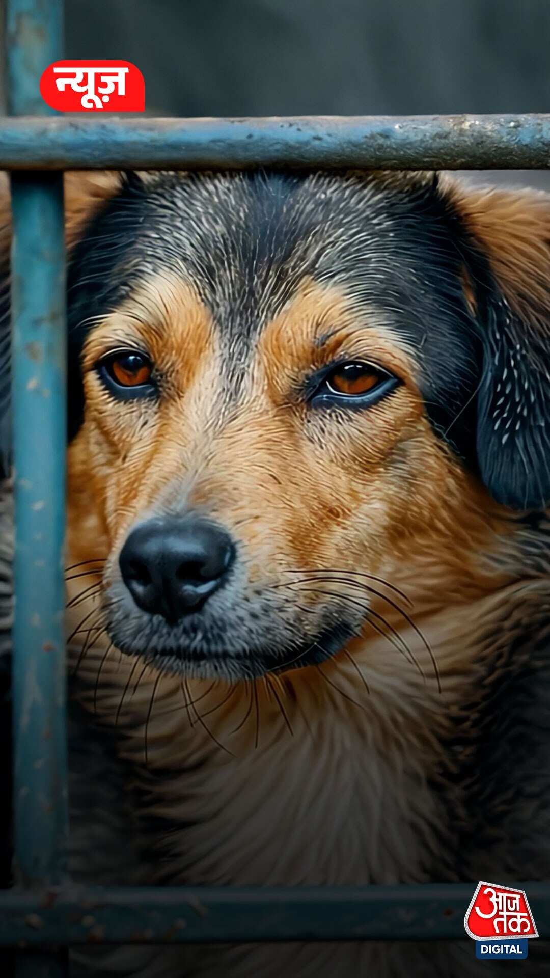 Delhi-NCR Stray Dogs Removal पर Menaka Gandhi का विरोध