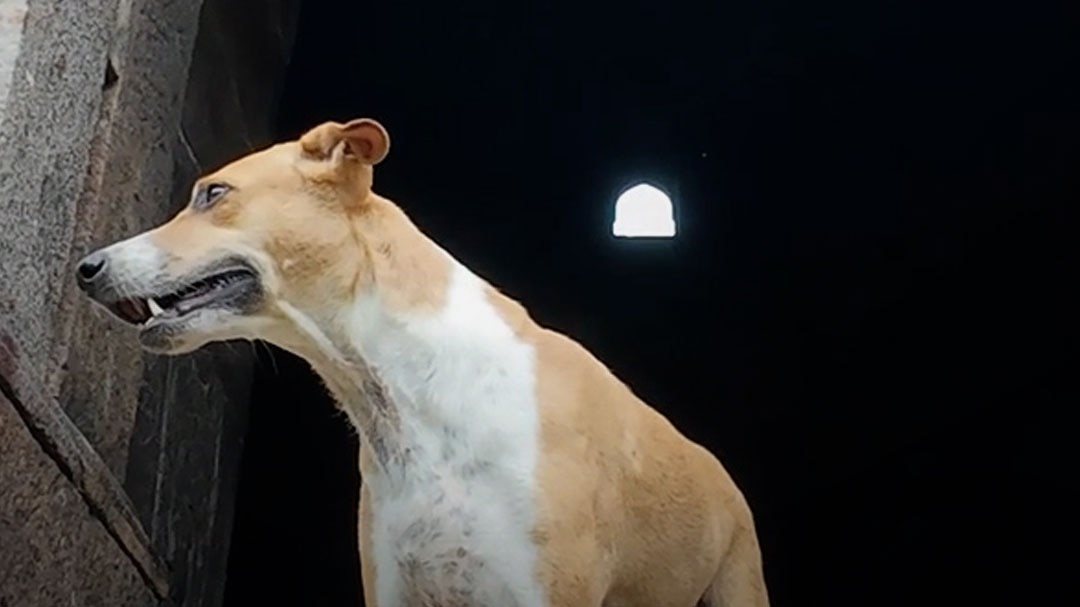 rajasthan stray dogs to be removed from roads