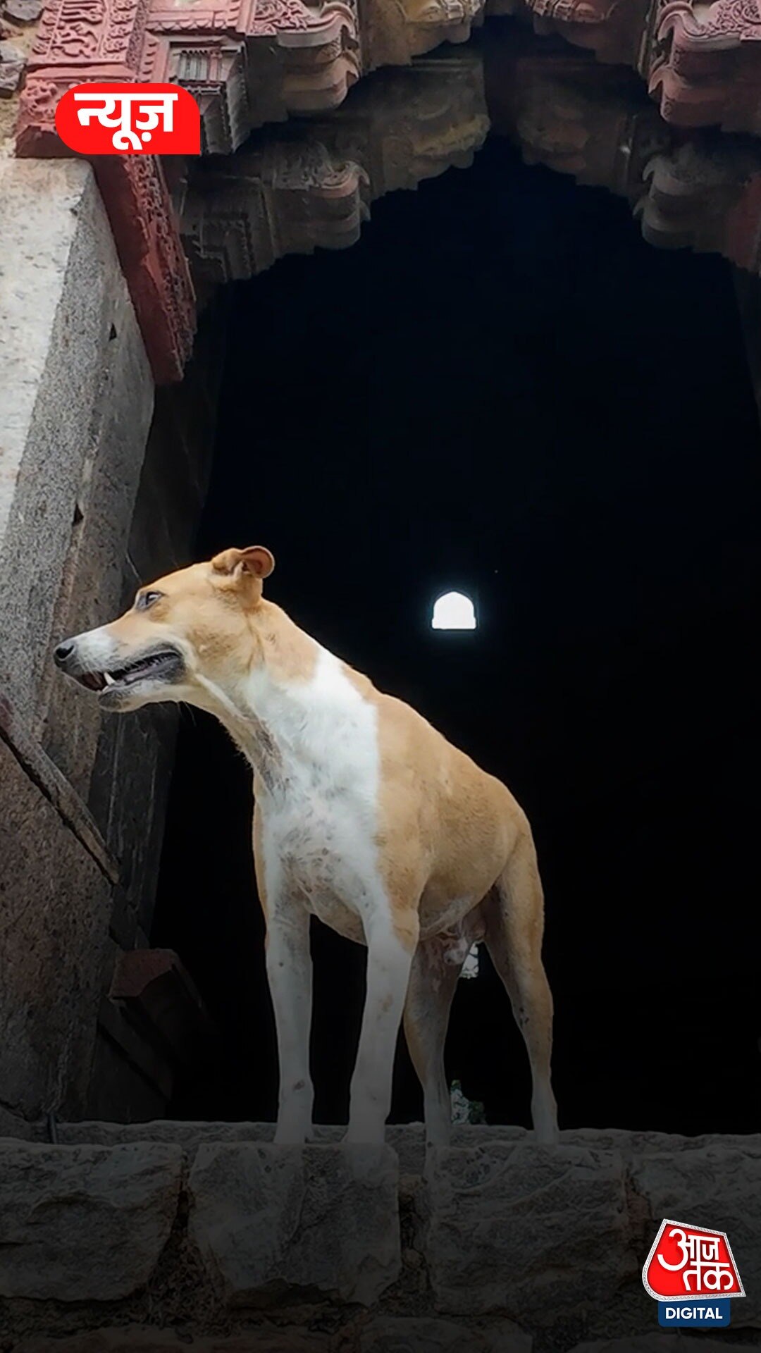 Rajasthan हाईकोर्ट: आवारा कुत्ते-पशु सड़कों से हटेंगे