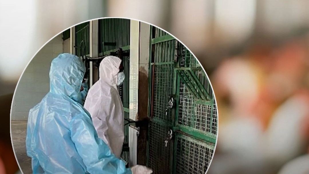 UP_Bird_Flu