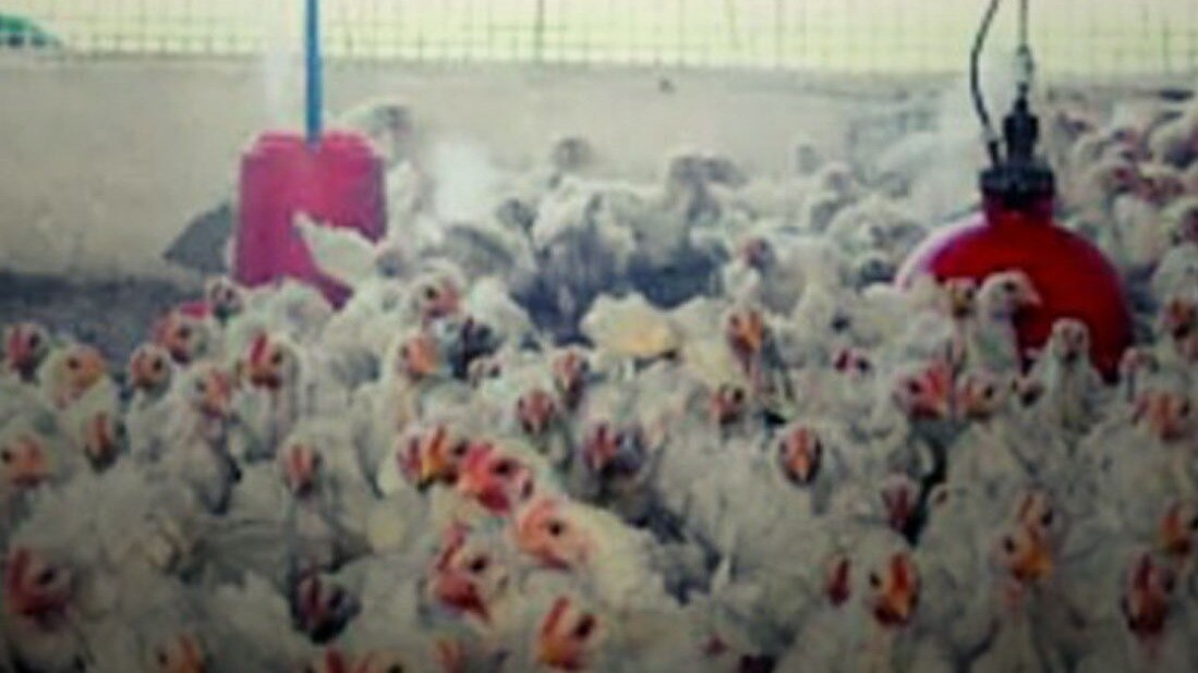 Bird_Flu