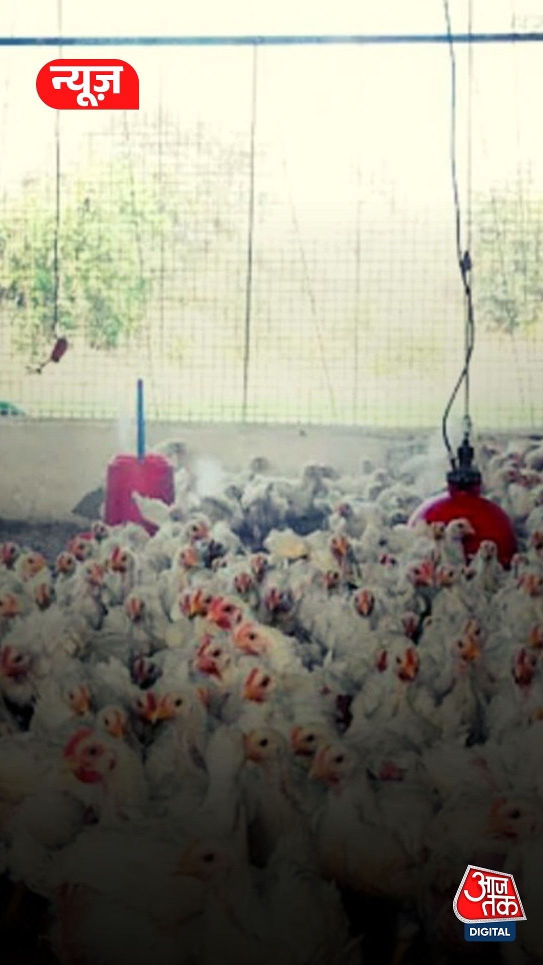 JCB की मदद से दफनाए जा रहे मुर्गे-मुर्गियां, अंडा-चिकन बैन!