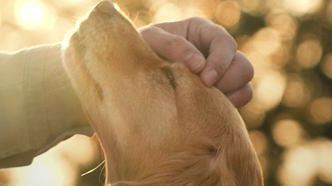 friendly dogs for pets study - science