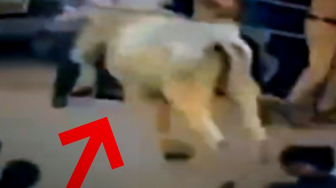 Bull Entered in Chehlum Procession