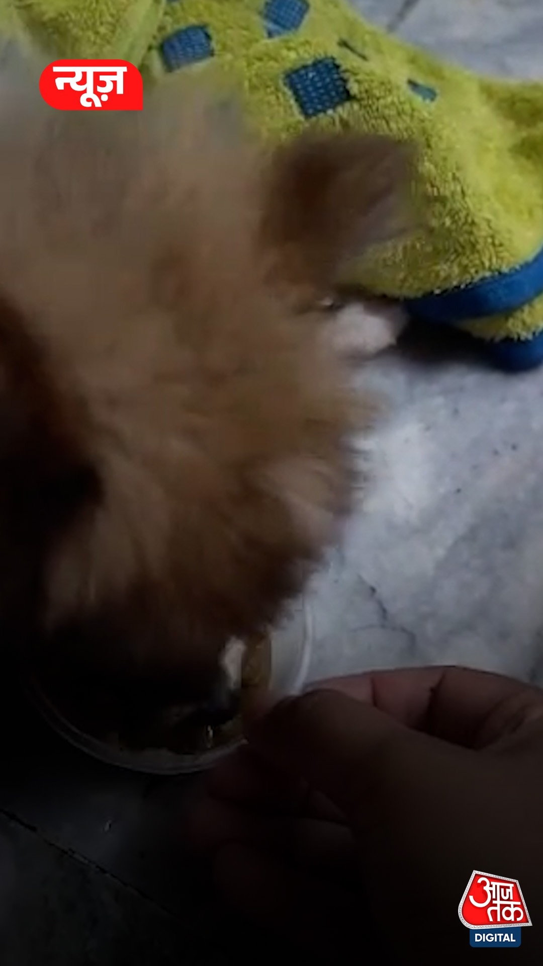 देशी नस्ल, मिक्स-ब्रीड कुत्तों के लिए अनिवार्य होगा पेट लाइसेंस