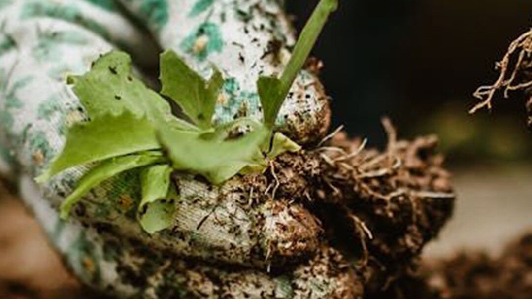 tulsi plant care tips for monsoon