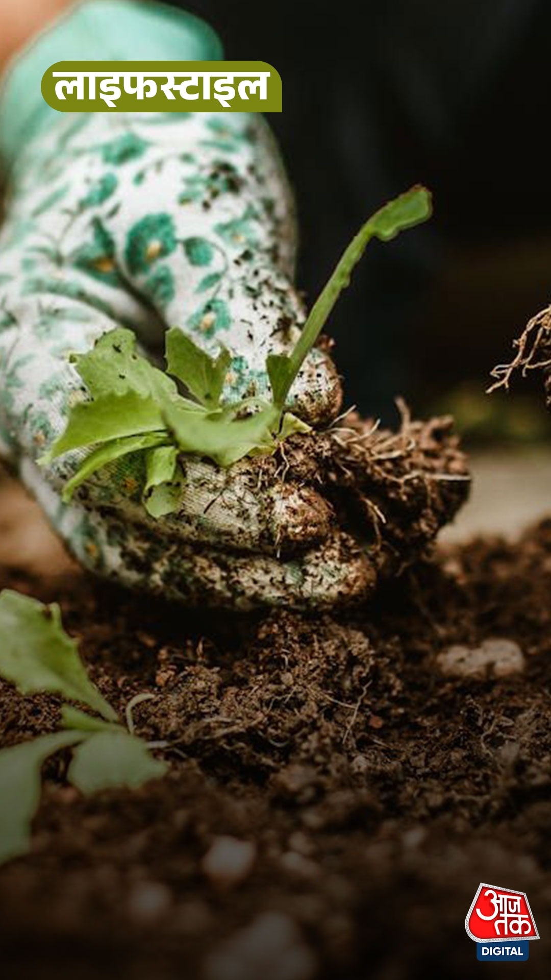 4 easy tips to save basil plant in rainy season, know... 4 easy tips to save basil plant in rainy season, know...