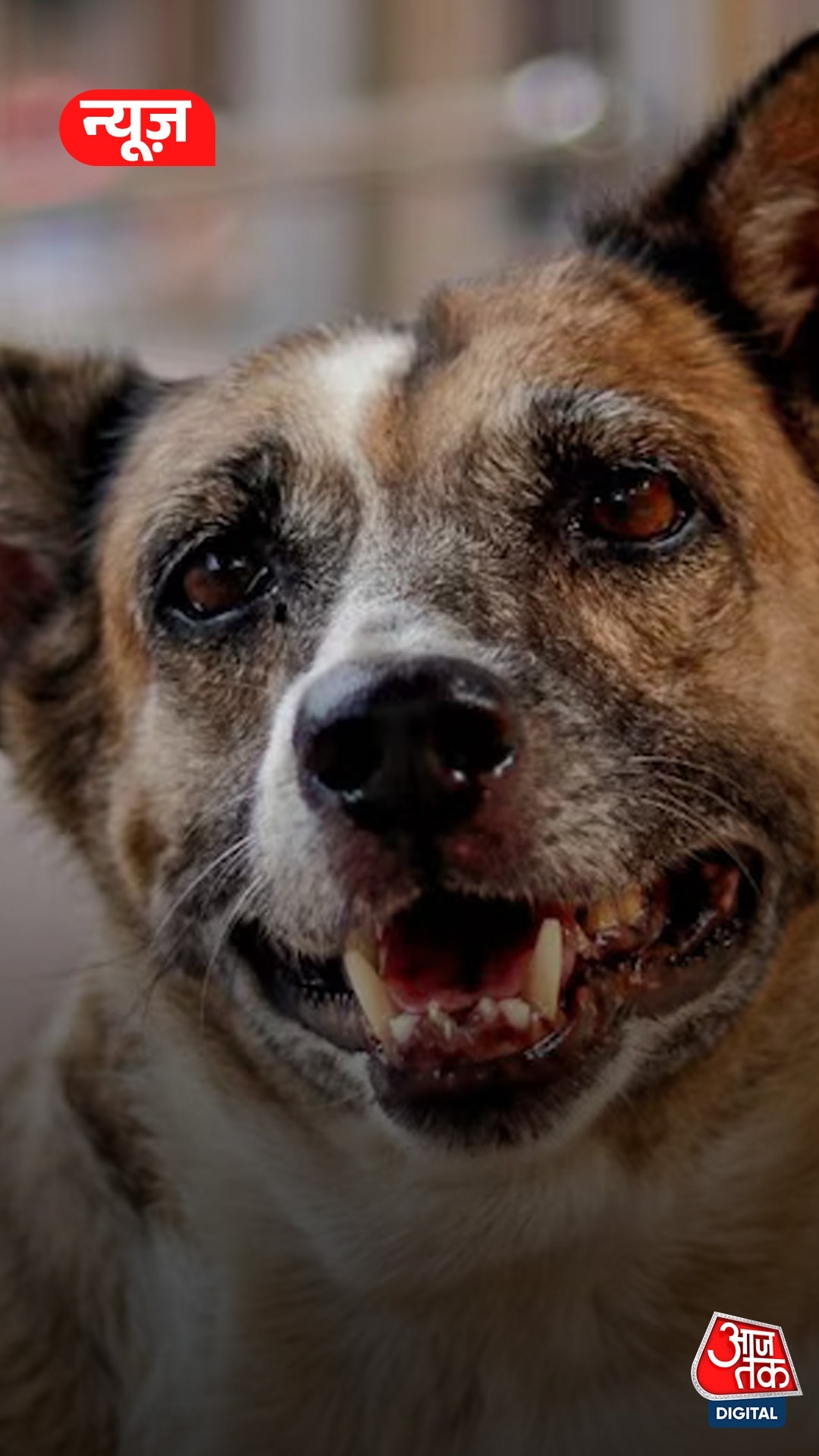 ऑफिस जा रही लड़की पर कुत्ते ने मारा झपट्टा, गंभीर घायल