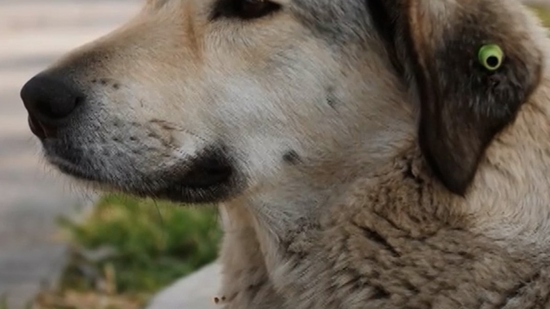 SC_Faisla_Stray_Dogs