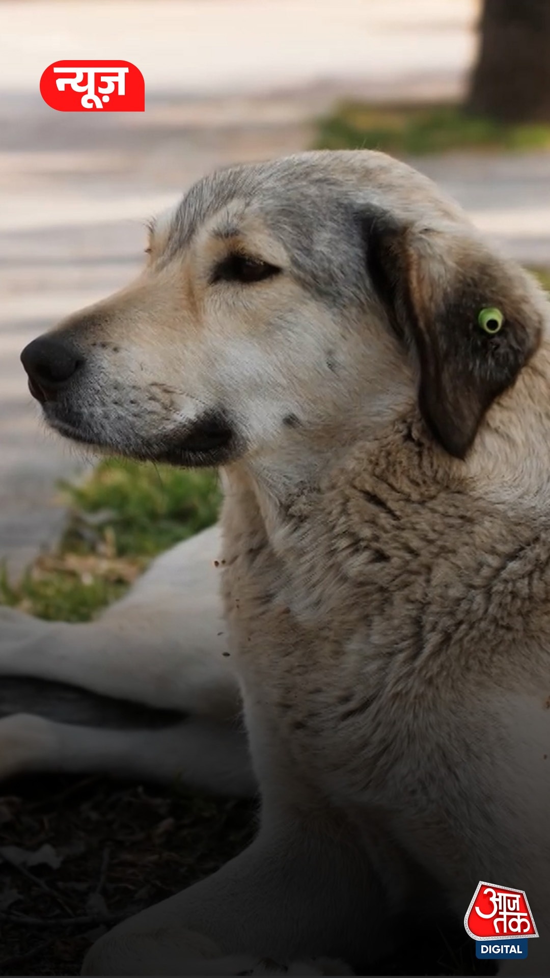 शेल्टर होम में रहेंगे सिर्फ आक्रामक कुत्ते, बाकी को छोड़ा जाएगा, SC का फैसला