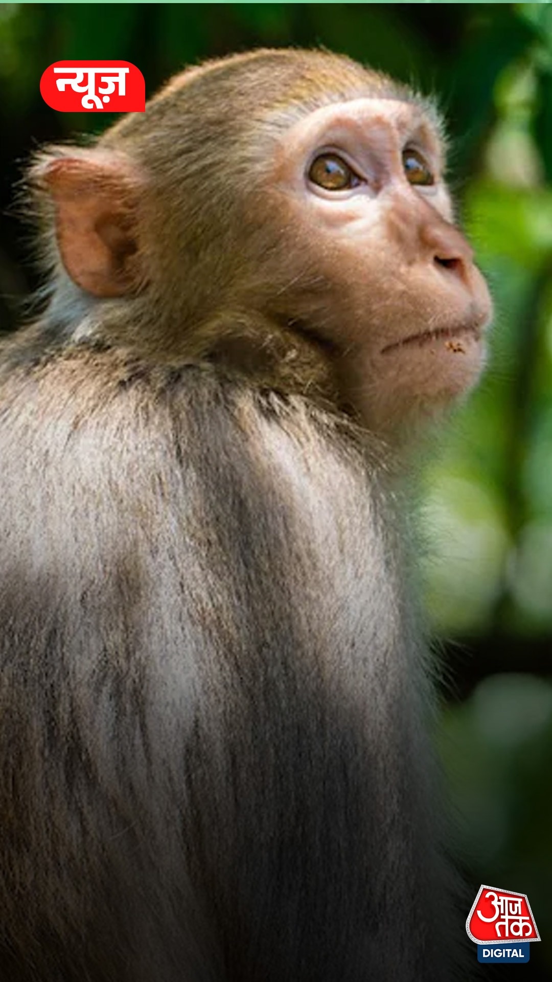 बंदर ने निकाले मोपेड में रखे 80 हजार रुपये, की नोटों की बारिश