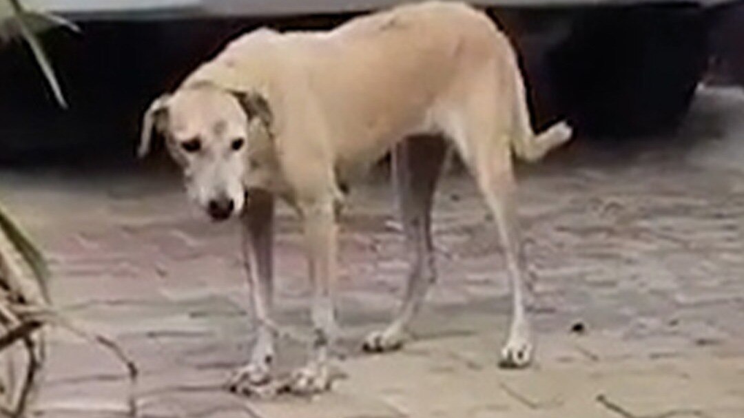Muzaffarnagar dog bite