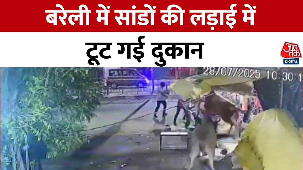 Bullfight in Bareilly, bull runs away with the counter of a tea shop.