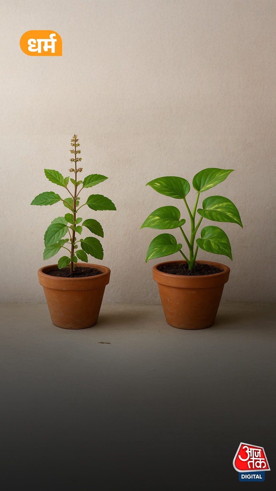 Tulsi और Moneyplant का पौधा एक साथ रखें या नहीं?