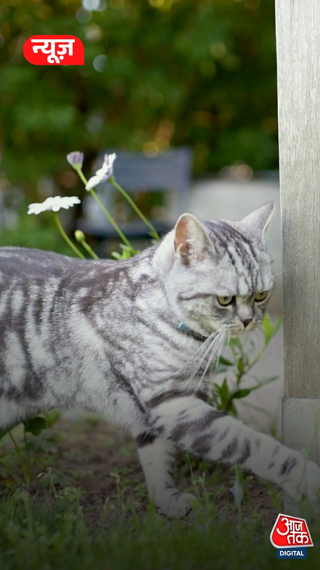 Lucknow में अब बिल्ली पालने का लाइसेंस जरूरी