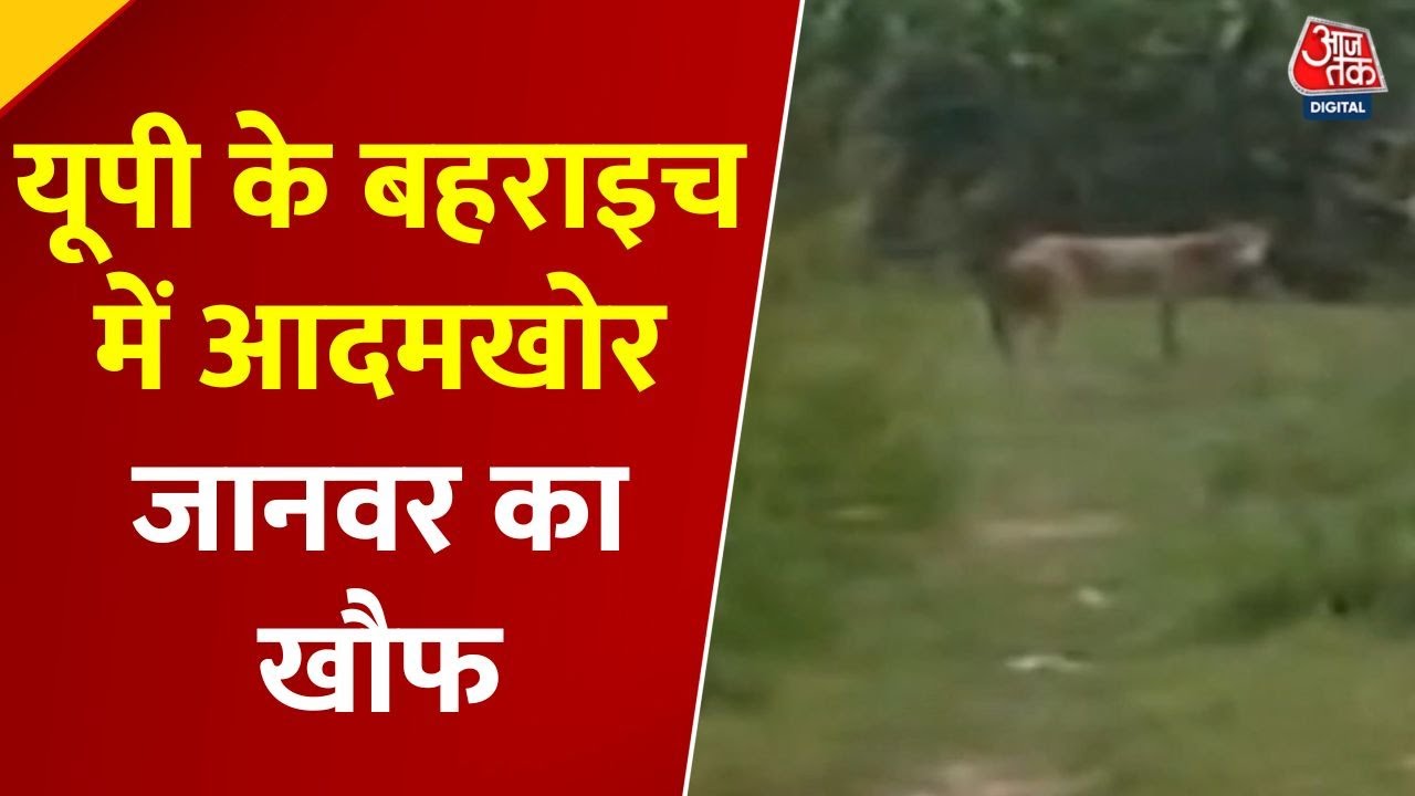Who is the man-eater in Bahraich? Terror from 3 deaths.