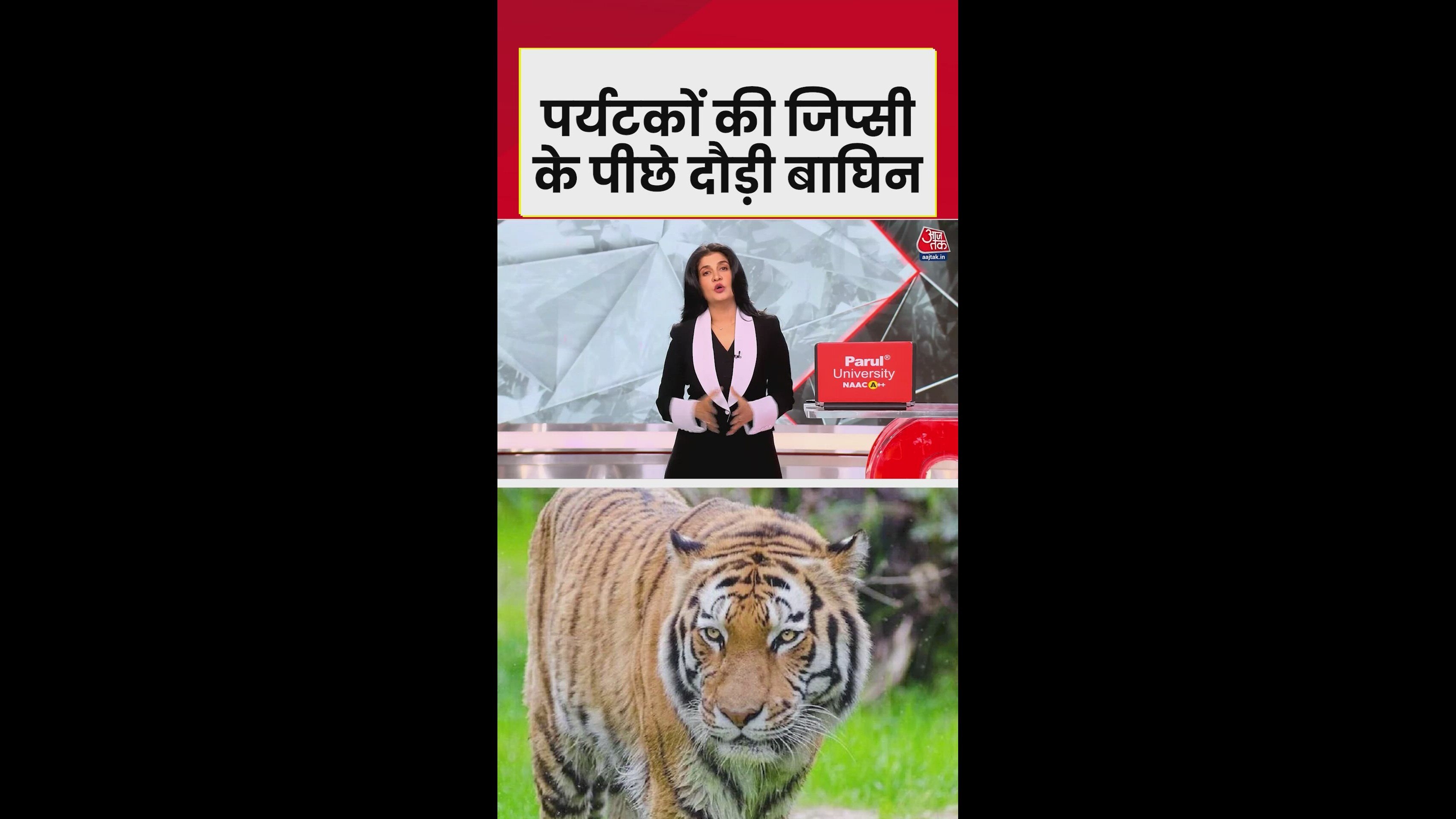 Tiger attack on jeep in Panna tiger reserve Madhya Pradesh