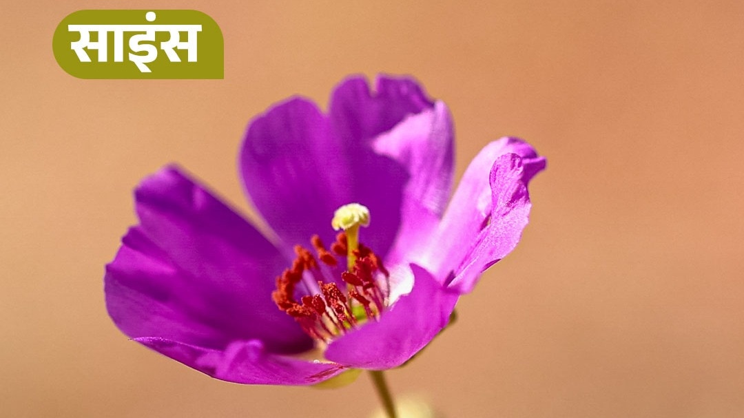 atacama desert with flowers due to extreme summer