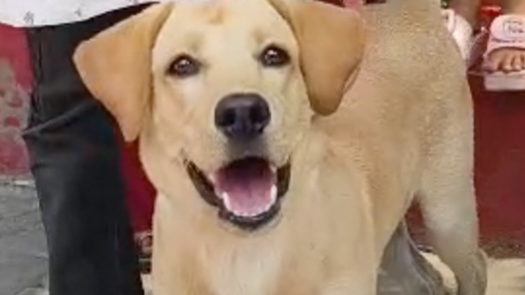 hamirpur dog controversy