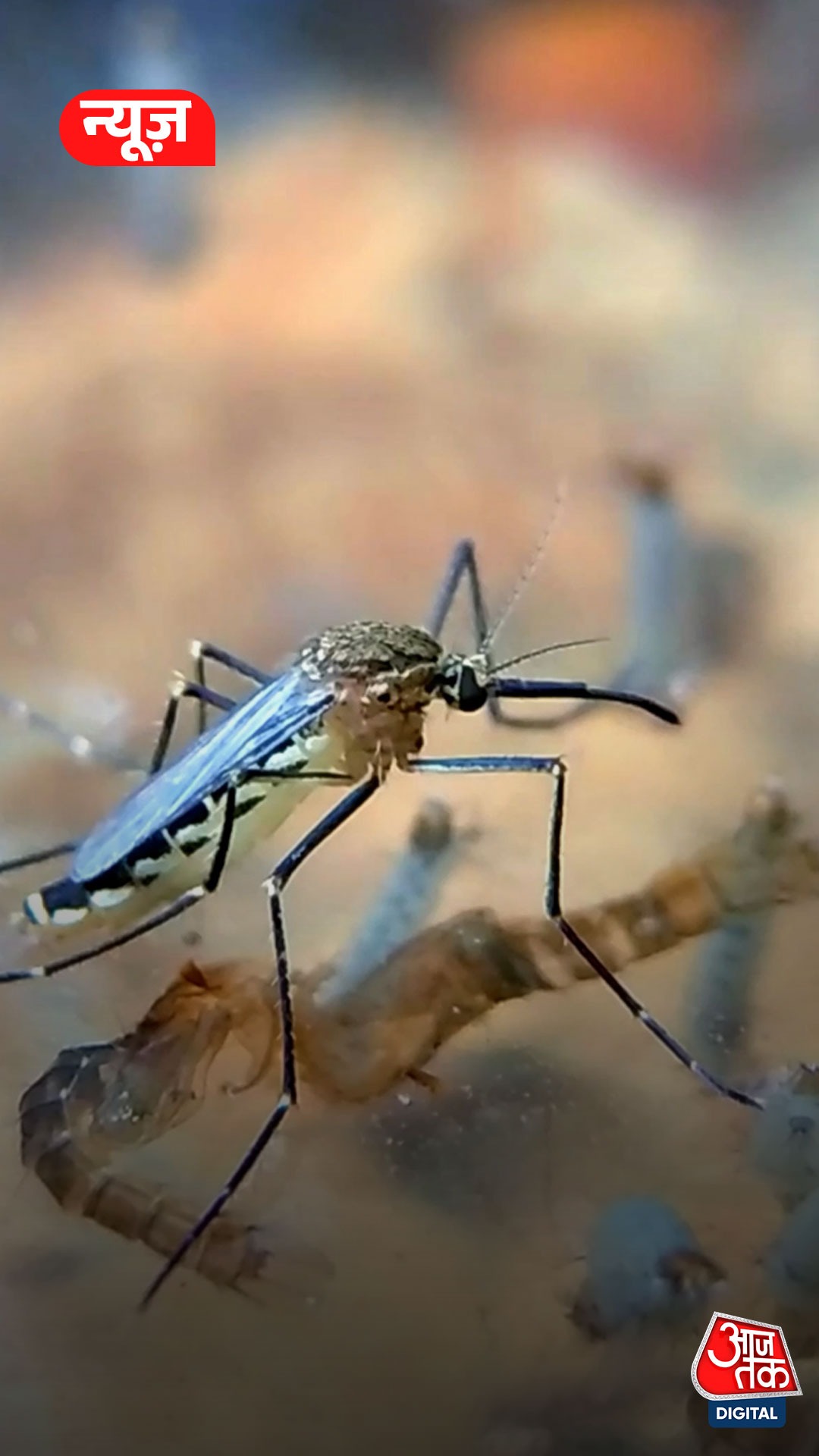 इस देश में पहली बार मिले मच्छर, वैज्ञानिक परेशान!