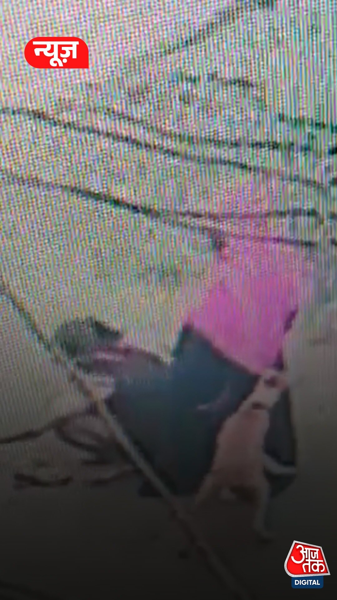 मां ने आवारा कुत्तों से बेटी को ऐसे बचाया