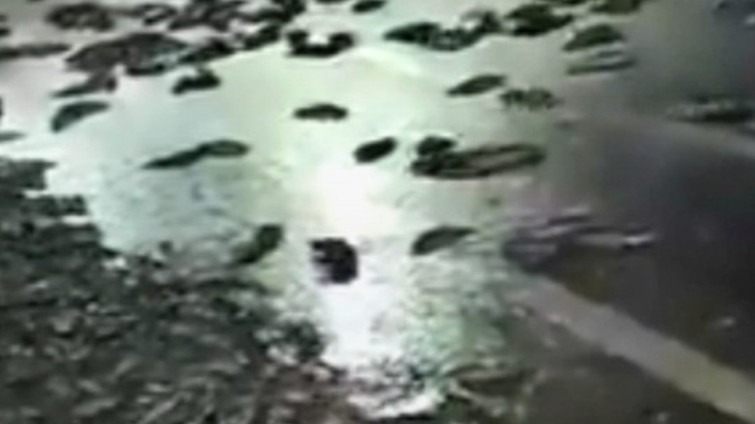 कानपुर हाइवे पर मछलियों का सैलाब, Video