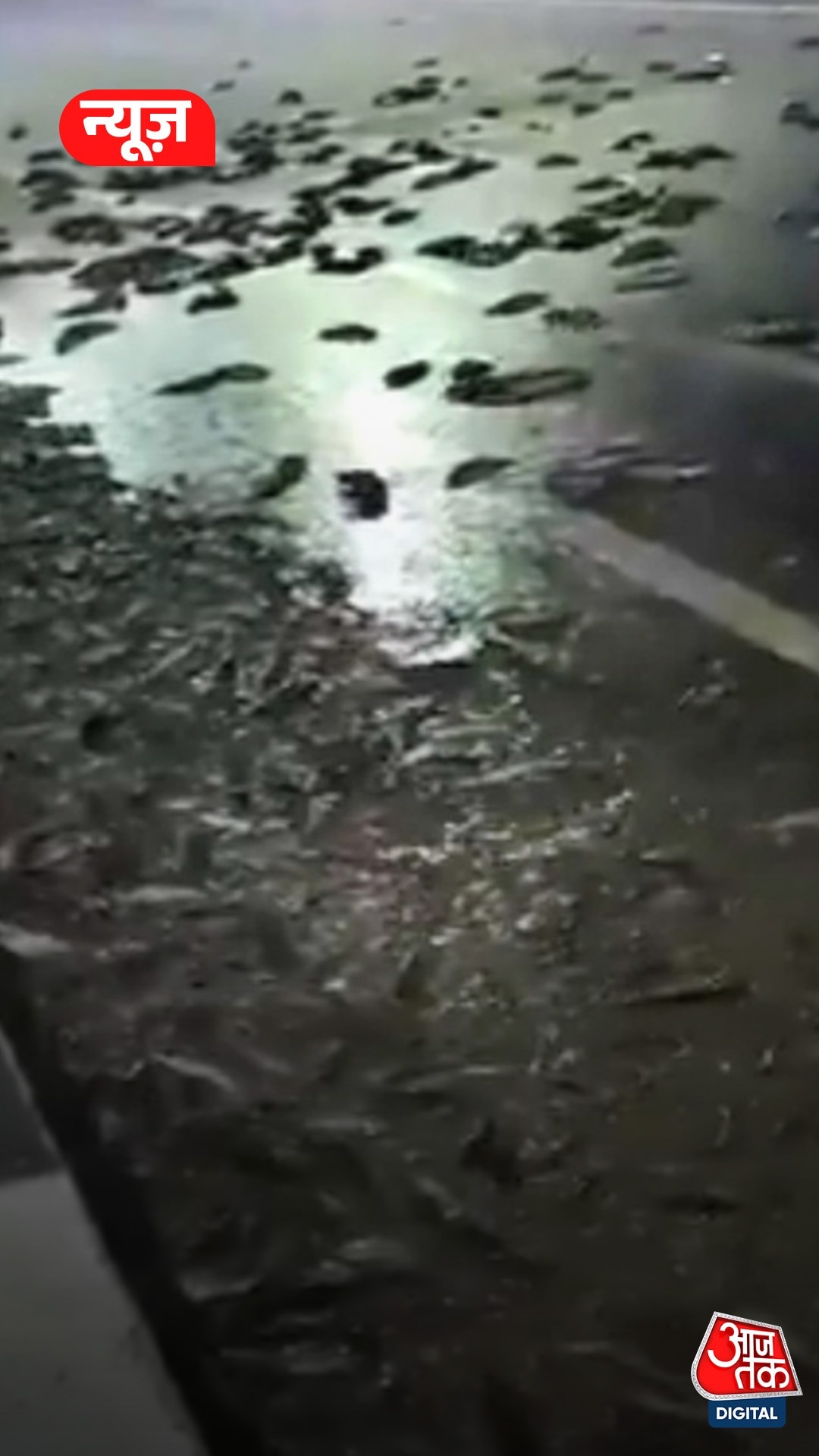 कानपुर हाइवे पर मछलियों का सैलाब, Video