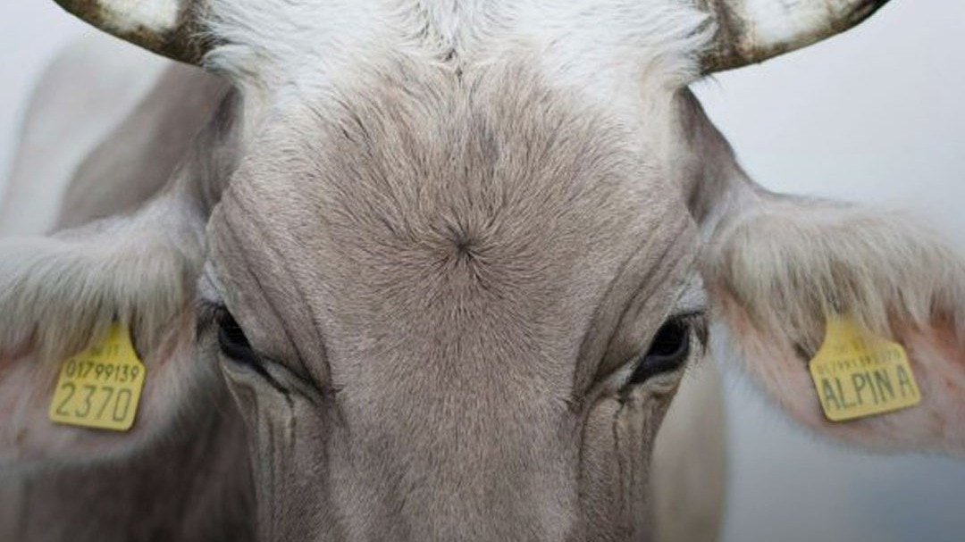 Yellow_Ear_Tag_Pashu