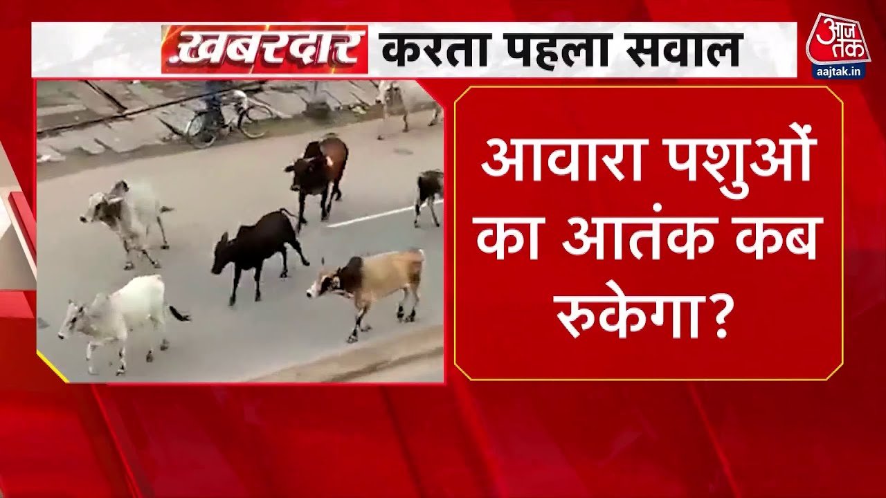 सड़क पर आवारा पशुओं से दहशत, अलीगढ़ में सांड ने 8 को रौंदा, देखें