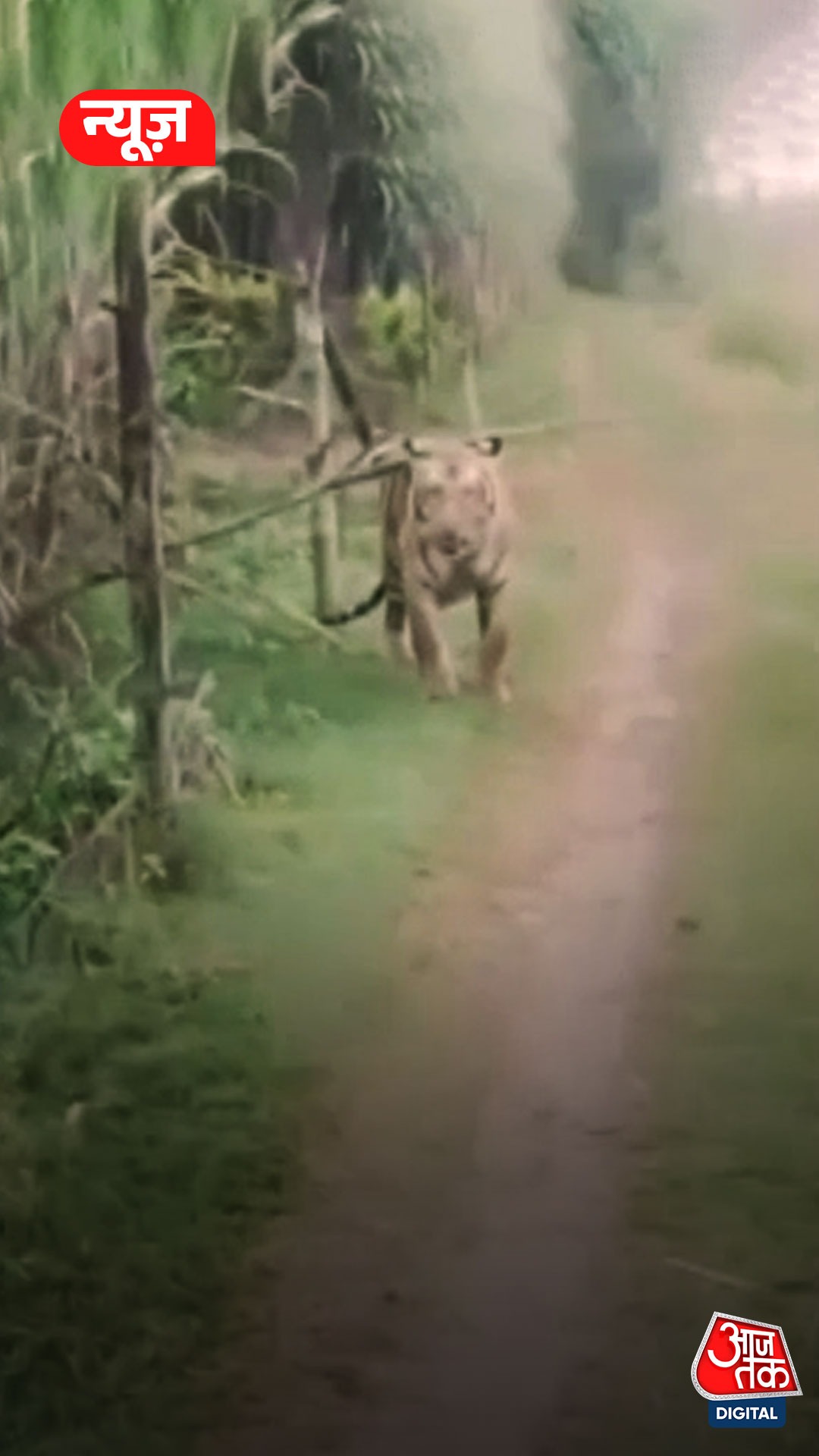 बहराइच: खेत के पास अचानक निकल आया बाघ