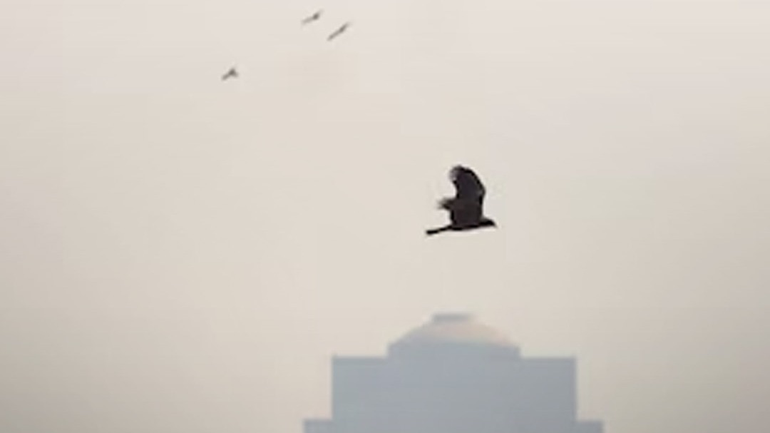 क्या नवंबर में पड़ेगी कड़ाके की सर्दी, क्या बोला मौसम विभाग?