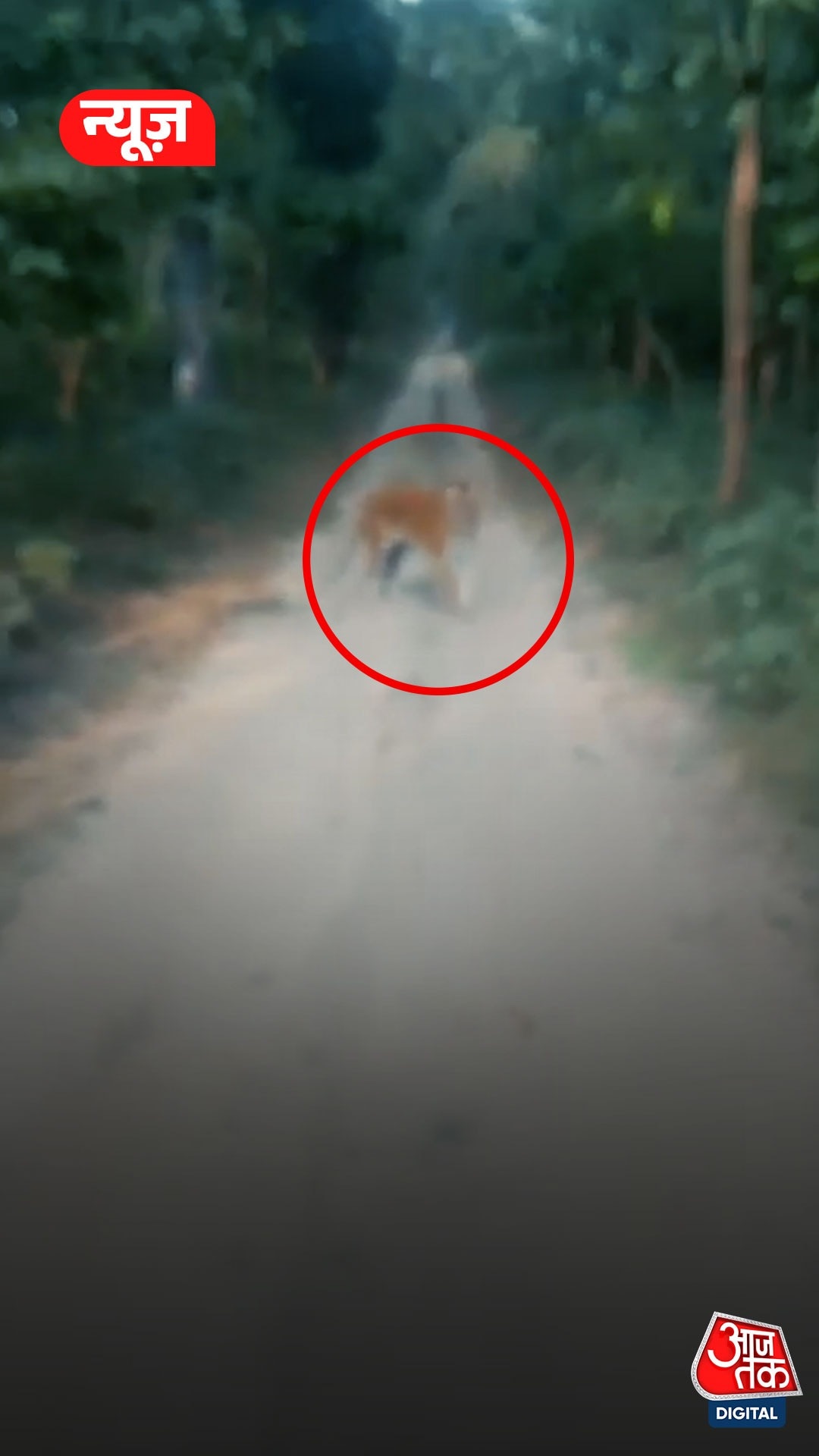 पीलीभीत टाइगर रिजर्व में बाघ का हमला