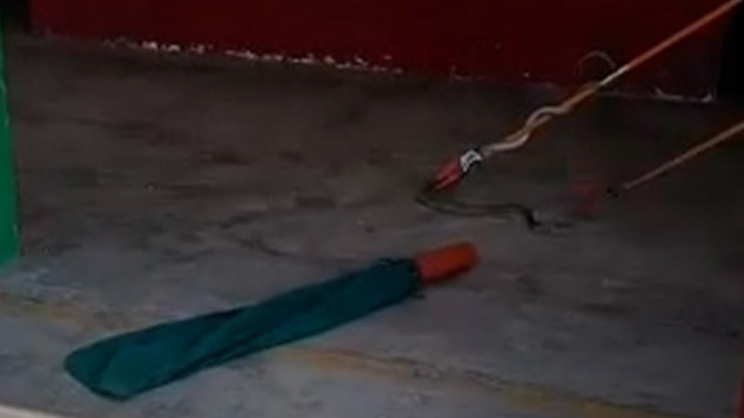 Bijnor snake