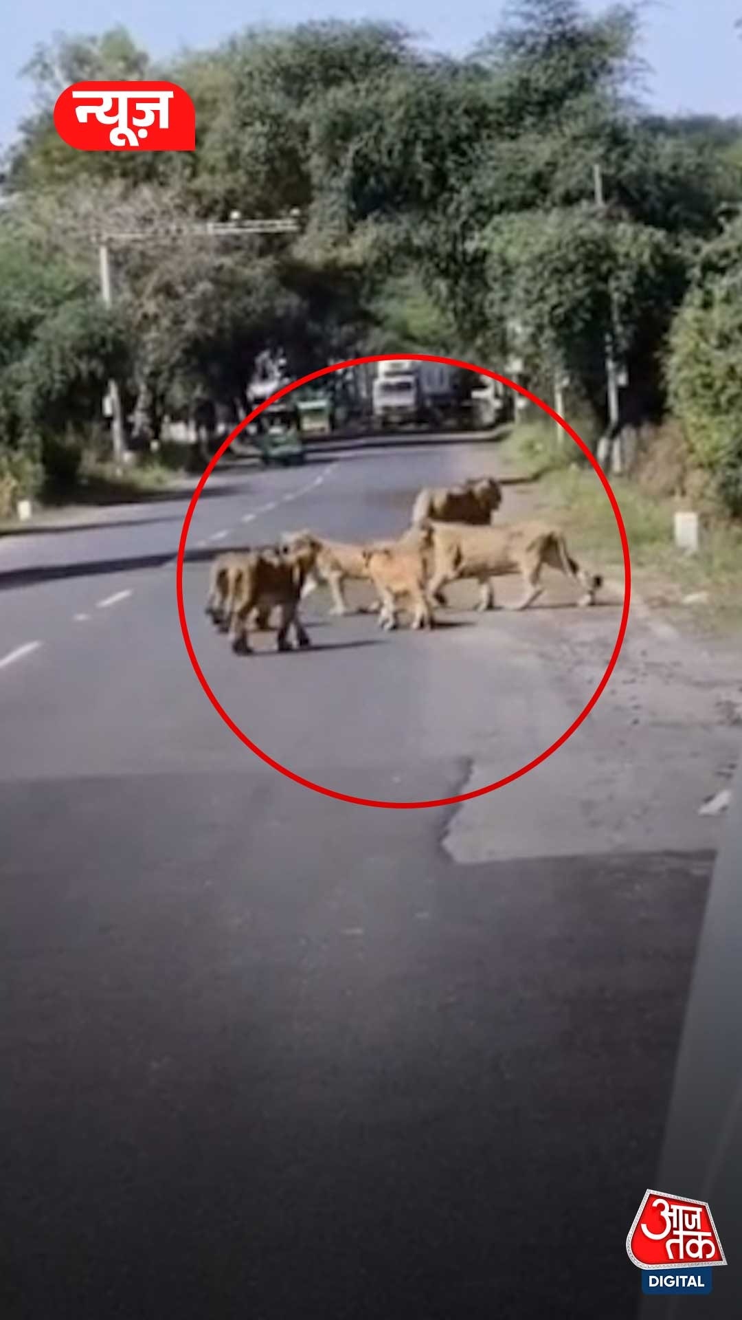 सड़क पर अचानक आ गया शेरों का हुजूम, Video