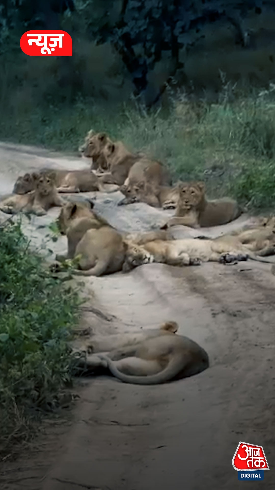 सफारी रूट पर आराम फरमा रहा था शेरों का हुजूम, Video