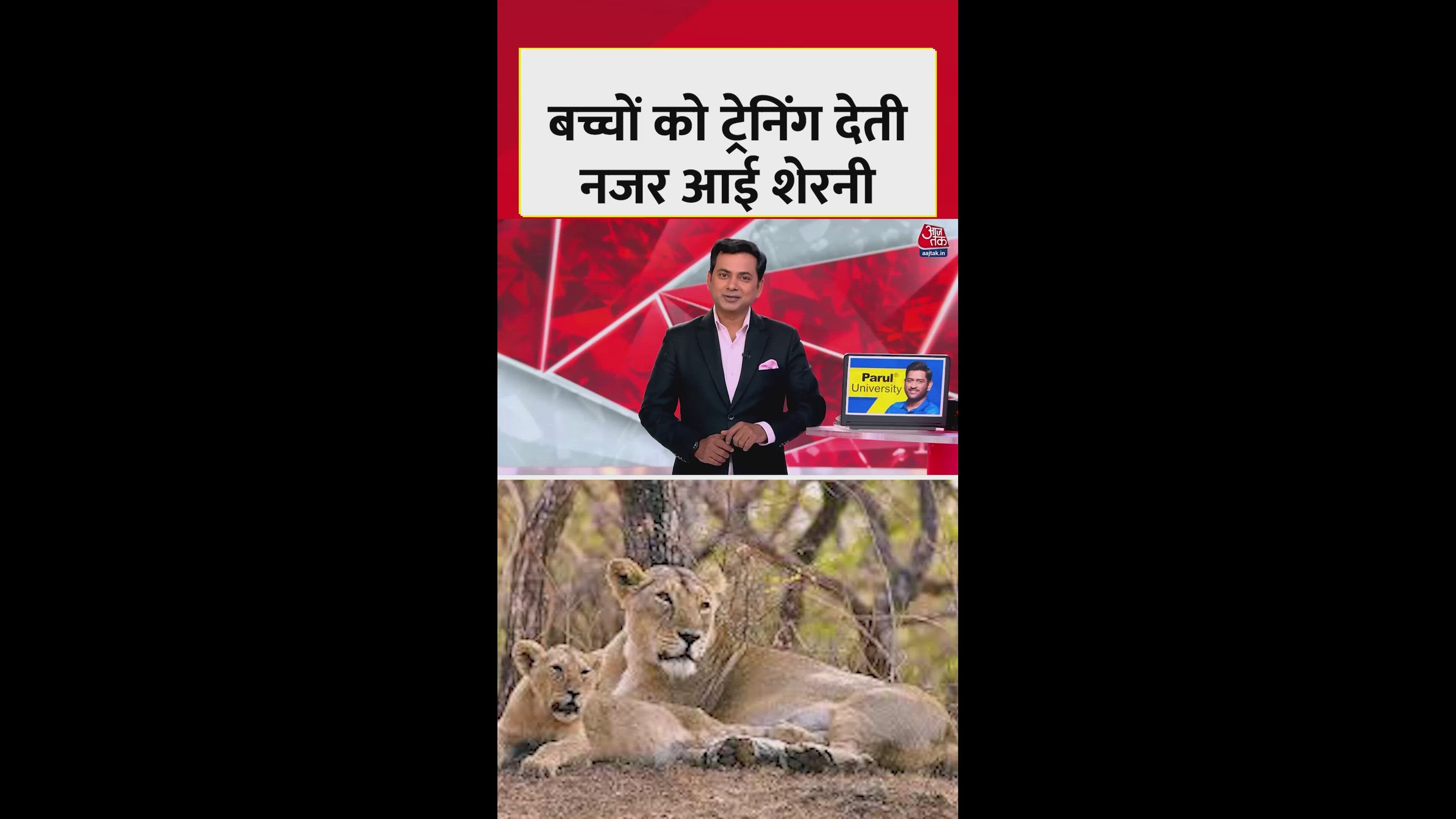 lioness teaching her cubs survival skills in gir forest gujarat