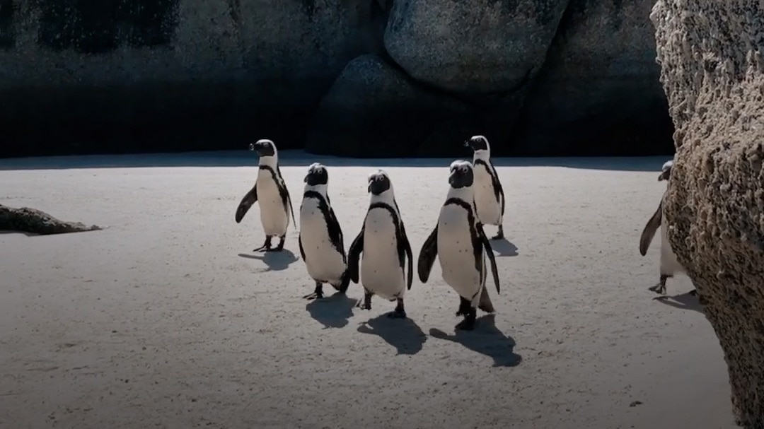 Penguins 
