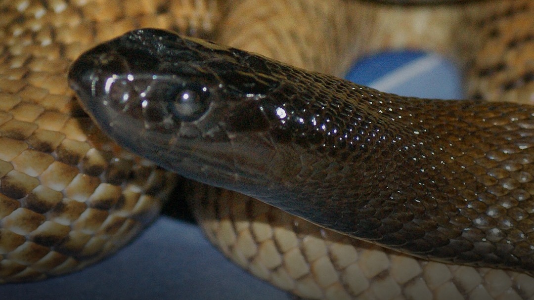 Inland Taipan