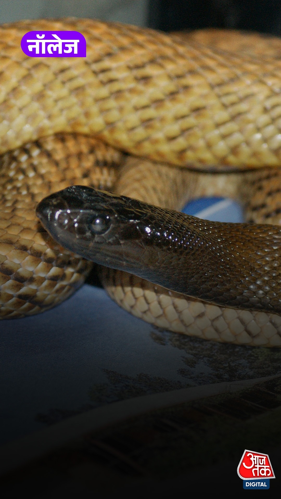 Inland Taipan