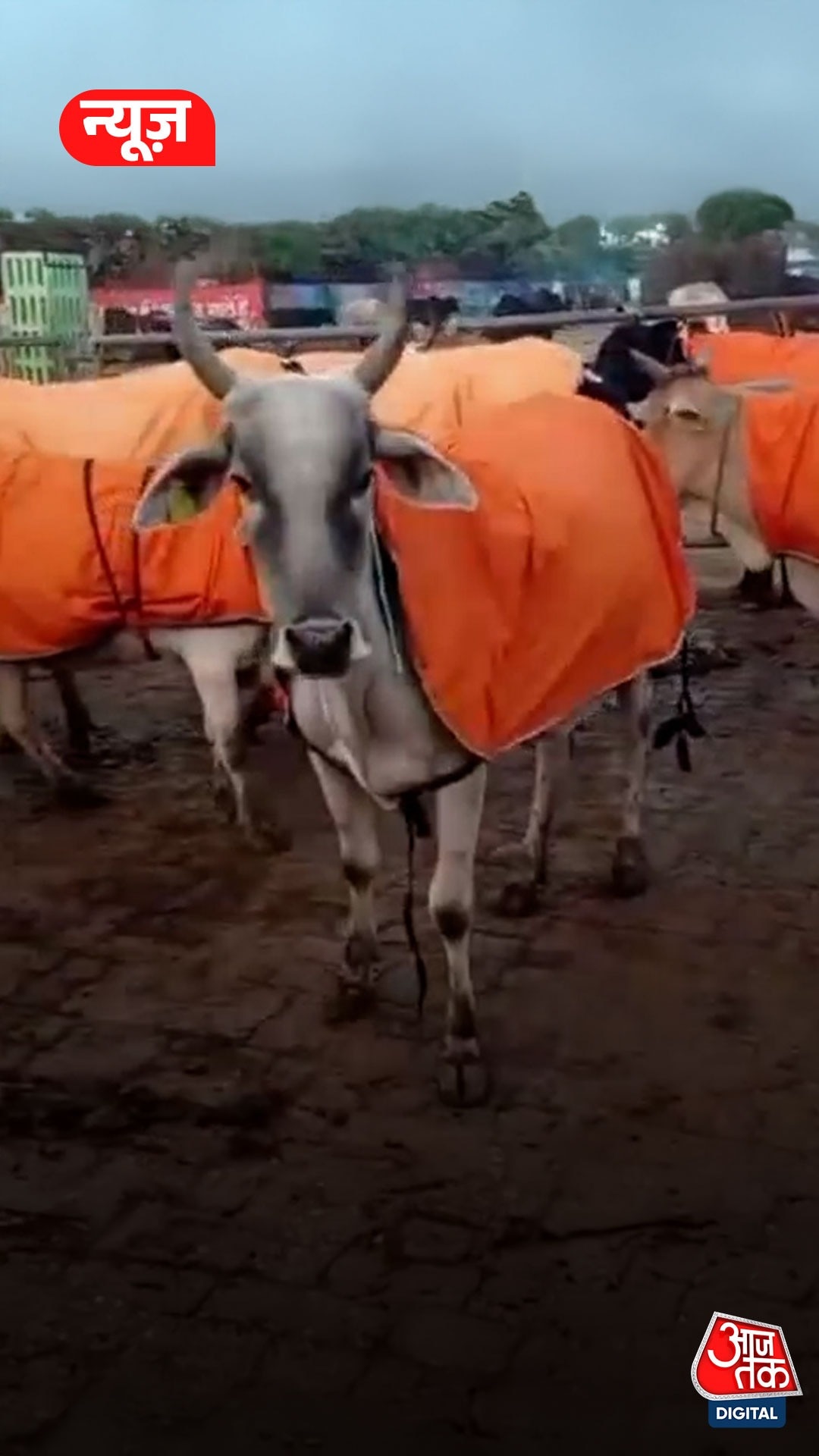 ठंड से बचाने गायों को पहनाए भगवा कोट