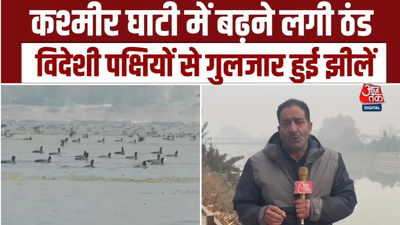 kashmir lakes bloom with migratory birds in winter
