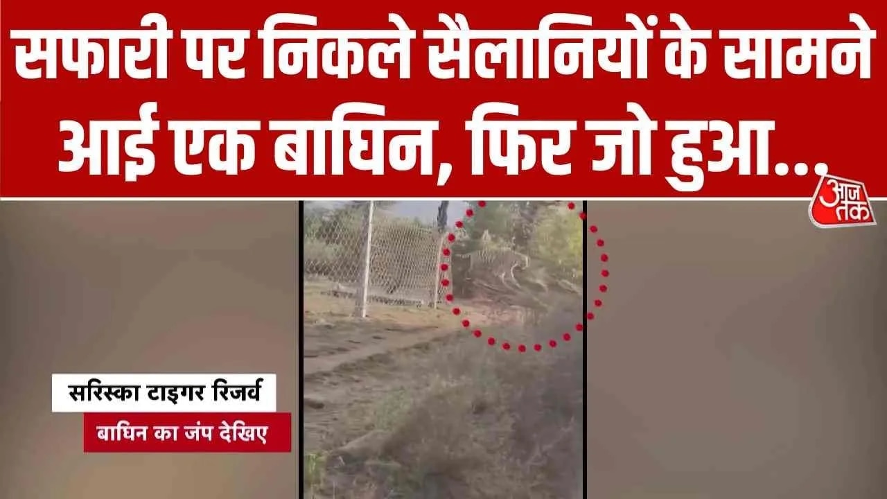 A tigress jumps over eight feet fencing in Sariska Tiger Reserve Rajasthan