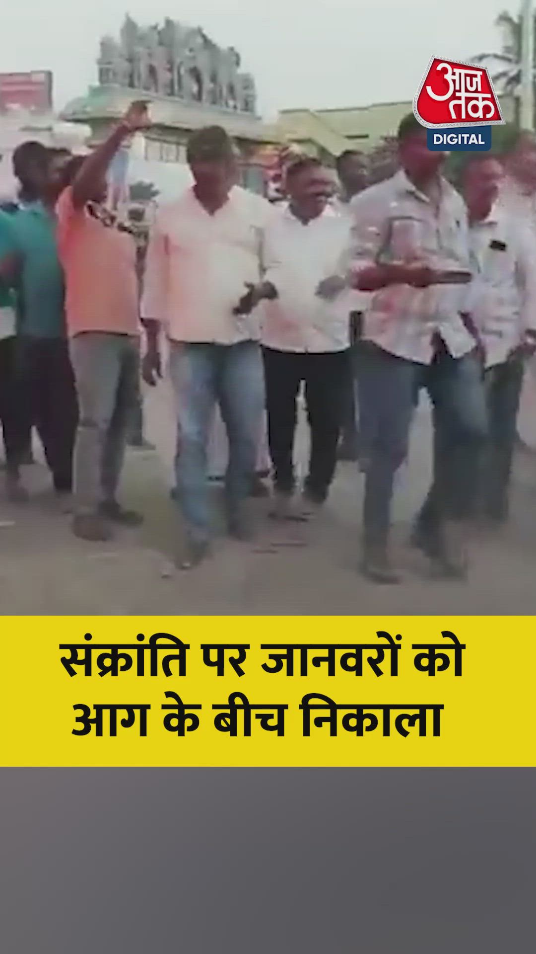 कर्नाटक में मकर संक्रांति पर जानवरों को आग के बीच चलवाया, देखें