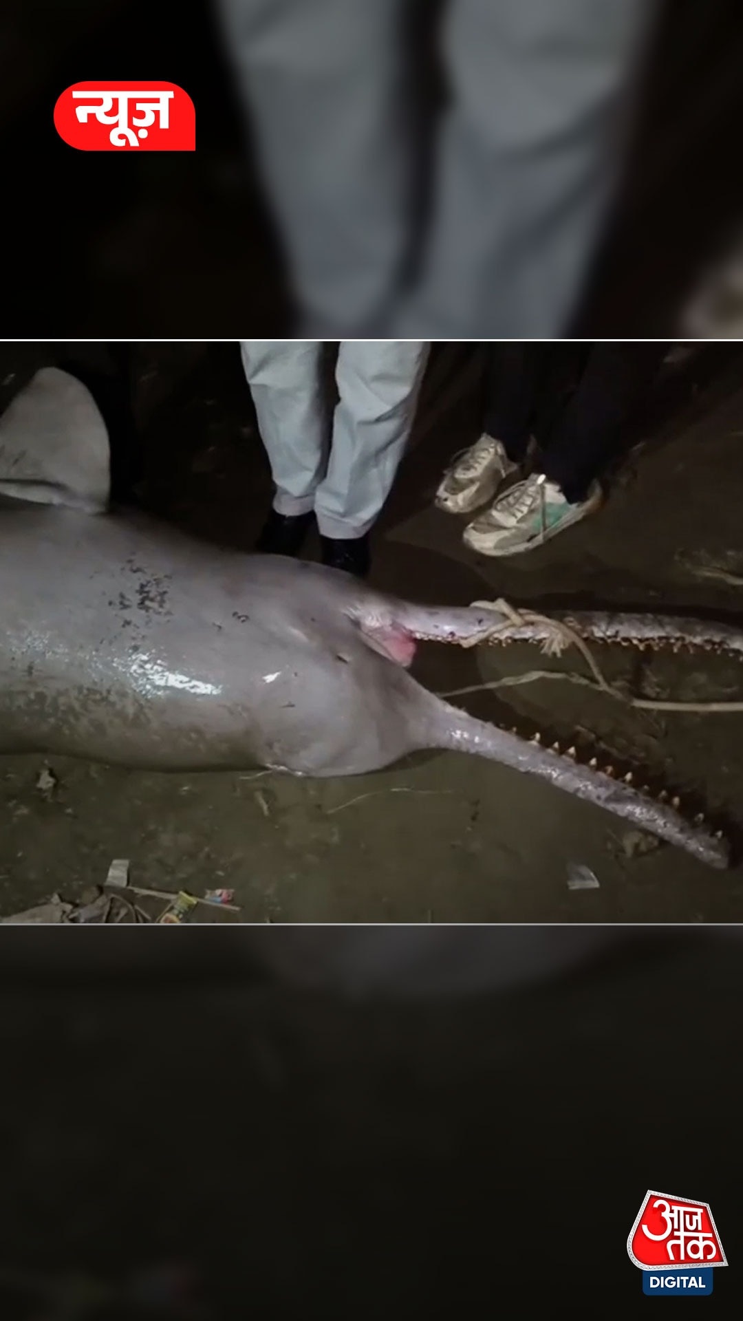 कानपुर में मृत हालत में मिली डॉल्फिन