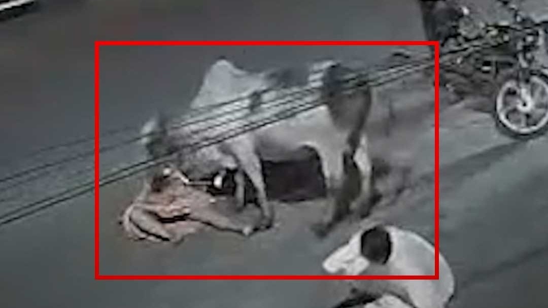 stray bull crushed woman near Ayyappa temple in Bharuch