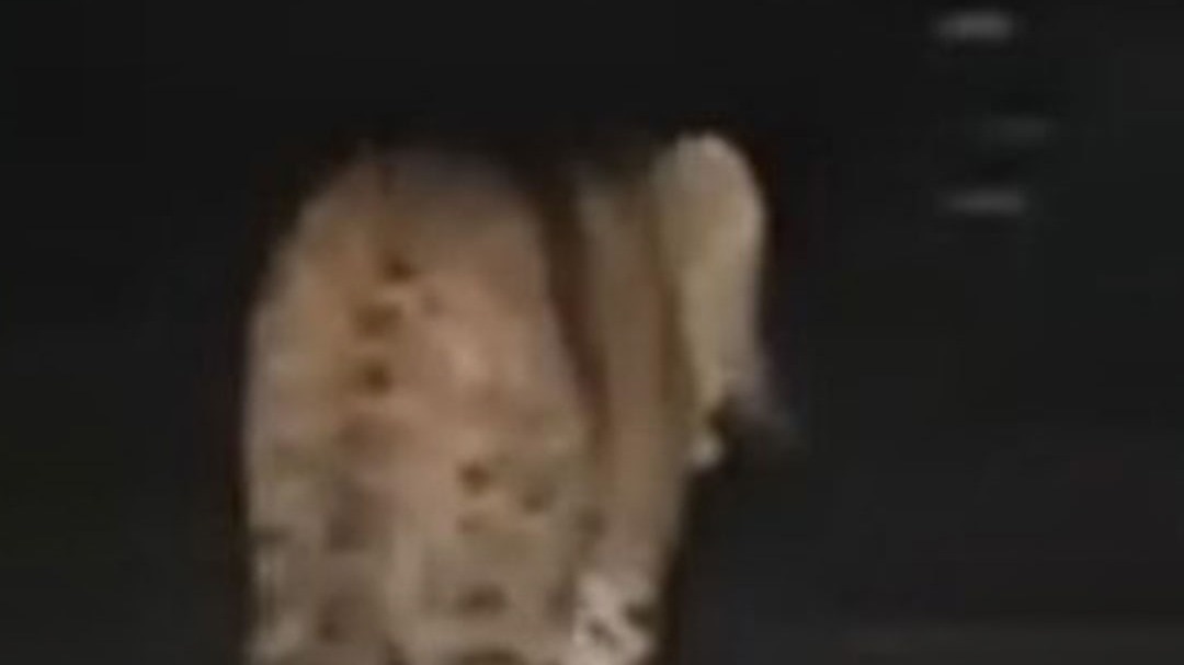 leopard spotted on road at vikashnagar in uttarakhand